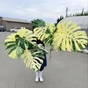 PFF 2ndの画像