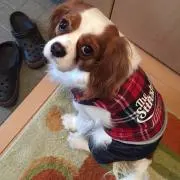 きゃりー