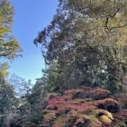 えんどう豆の画像