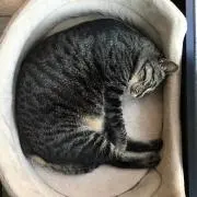 anzu-mama