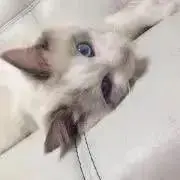 にょる