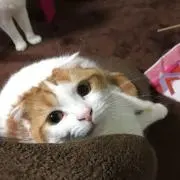 MAYUKOの画像