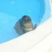 nagiの画像