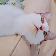ちくわの画像