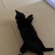 ペチャうさぎの画像
