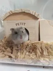 べんじゃみん(⁠◕⁠ᴥ⁠◕⁠)の画像