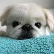 福ちゃんの画像