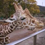 にゃっきー