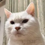 ぽんの画像