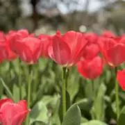 Yonの画像