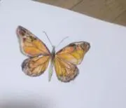 マツモトマロン
