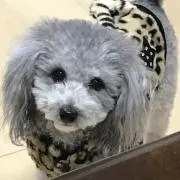 よつば☆