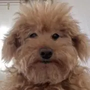(￣∀￣)の画像