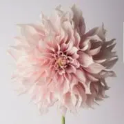 もも ✲*の画像