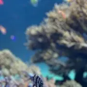 だしまきたまごの画像
