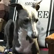 Chocoの画像