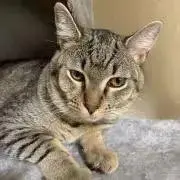 ヨイ