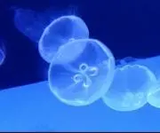 ここの画像