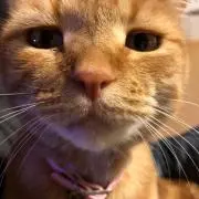 とある日本の一般人