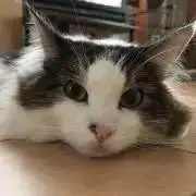 にゃんたの画像