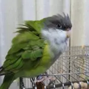 IGORの画像