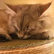 猫丸@同時購入で値引きします！！の画像