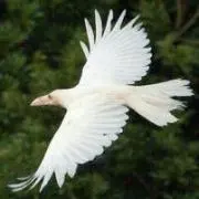 即購入可能　White Crowの画像