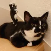 かっしぃの画像