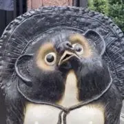 たぬき
