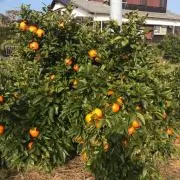 大島太郎