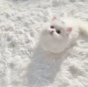 s.