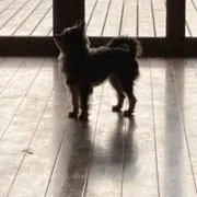 あらべるの画像