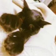 パボの画像
