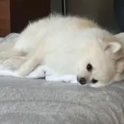イカ墨の画像