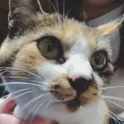 サン