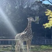 ザン