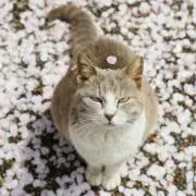 まみゅんの画像