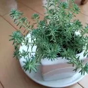 チロル0204（セール実施中！！）の画像