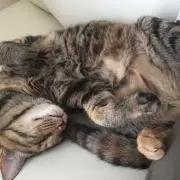 おちまる