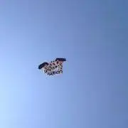 七紅の画像