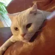 ふくままの画像
