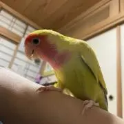 なかまるの画像