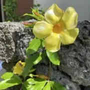 mimoの画像