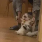 浅井玉青