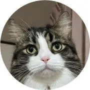 ぴこの画像