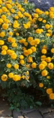 マリーゴールド