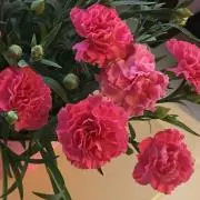 アヒル