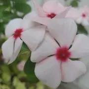 *・ミルみ*・の画像