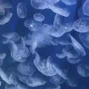 ぴの画像