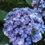 sapphireの画像